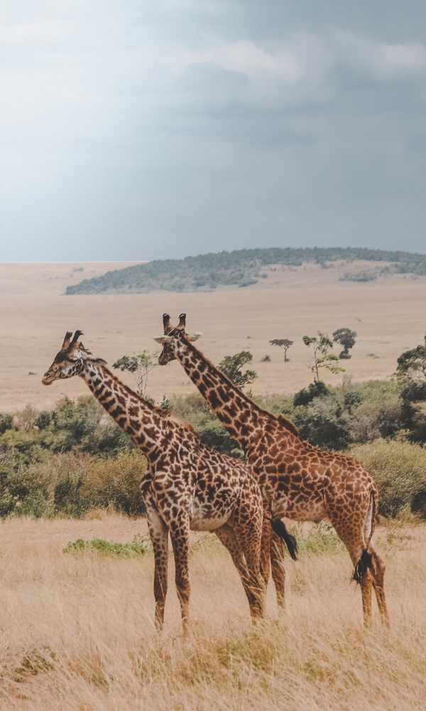 harshil-gudka-pU-9BYqjhyo-unsplash harshil-gudka-pU-9BYqjhyo-unsplash