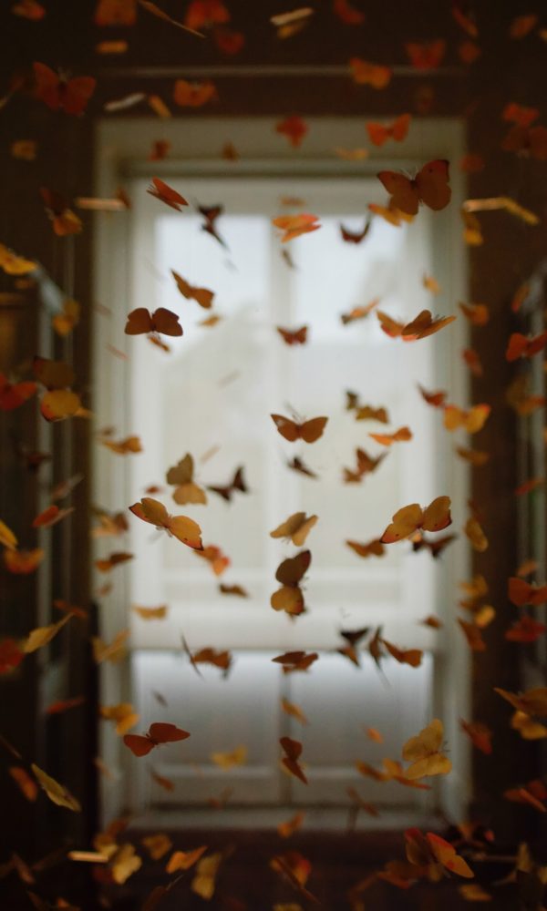 shot-by-cerqueira-HEMgXMFpsAw-unsplash